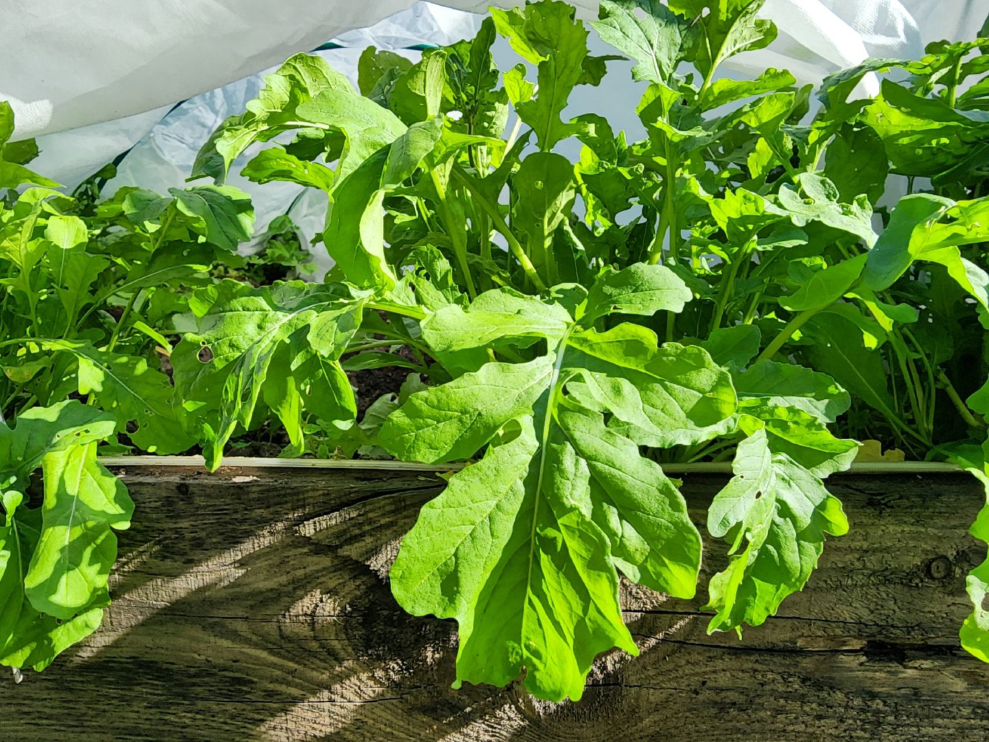 садоводство,  выращивание зелени, выращивание салата, старая купавна, богородский городской округ,