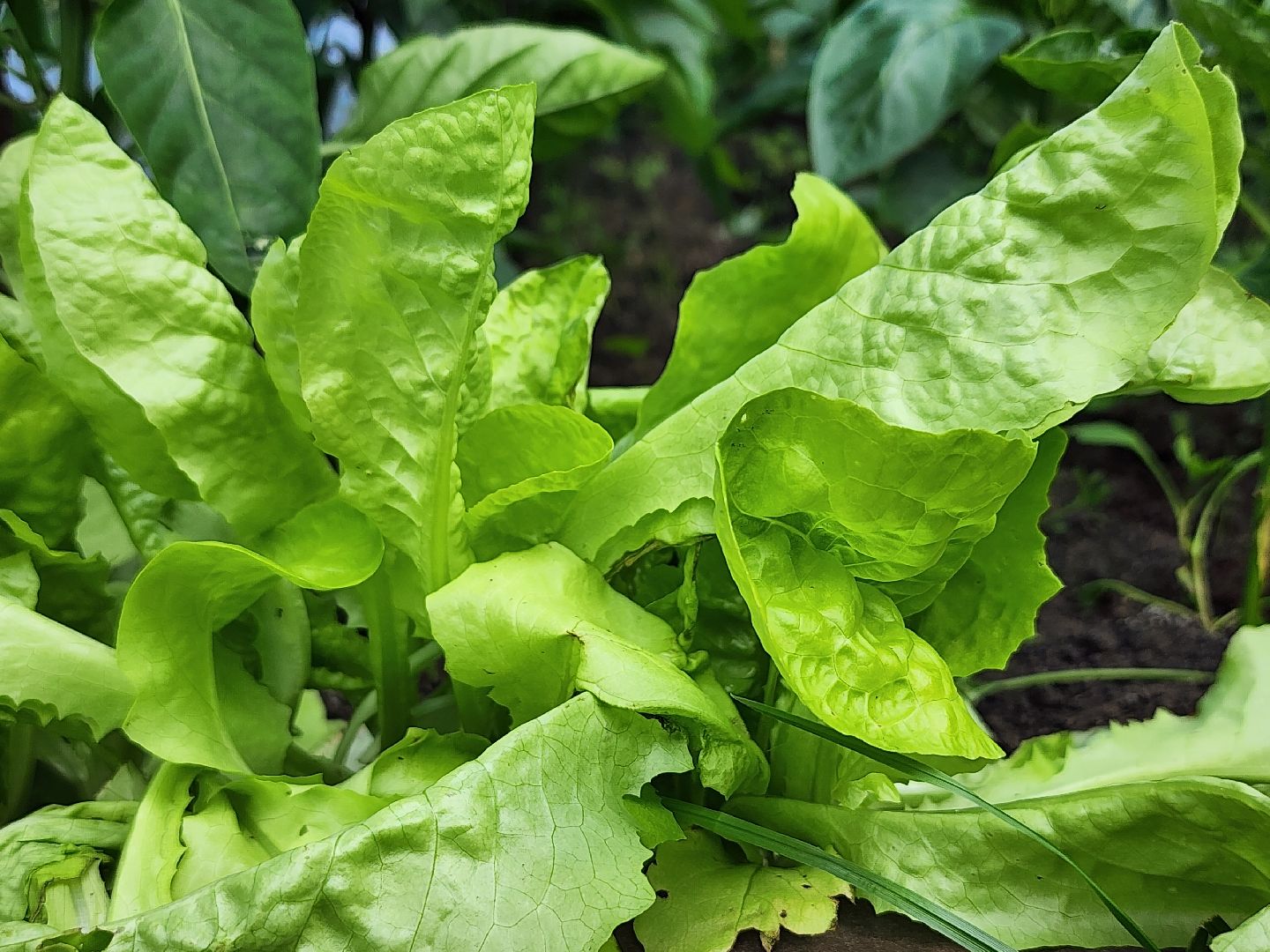 садоводство,  выращивание зелени, выращивание салата, старая купавна, богородский городской округ,