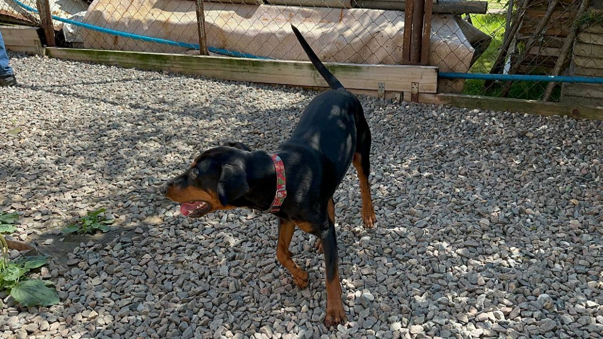 уход за животными, домодедово,