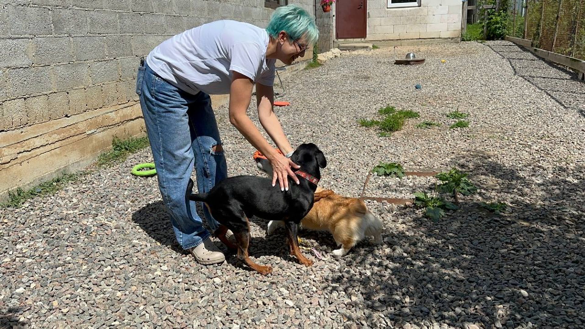 уход за животными, домодедово,