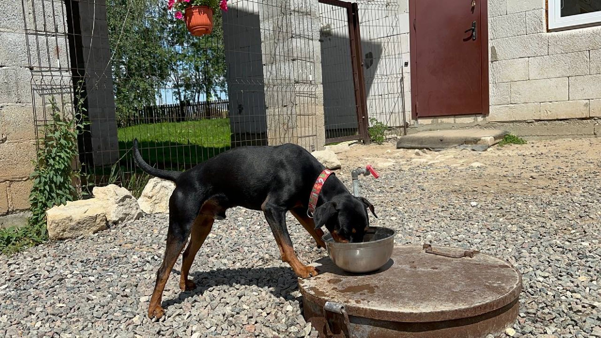 уход за животными, домодедово,