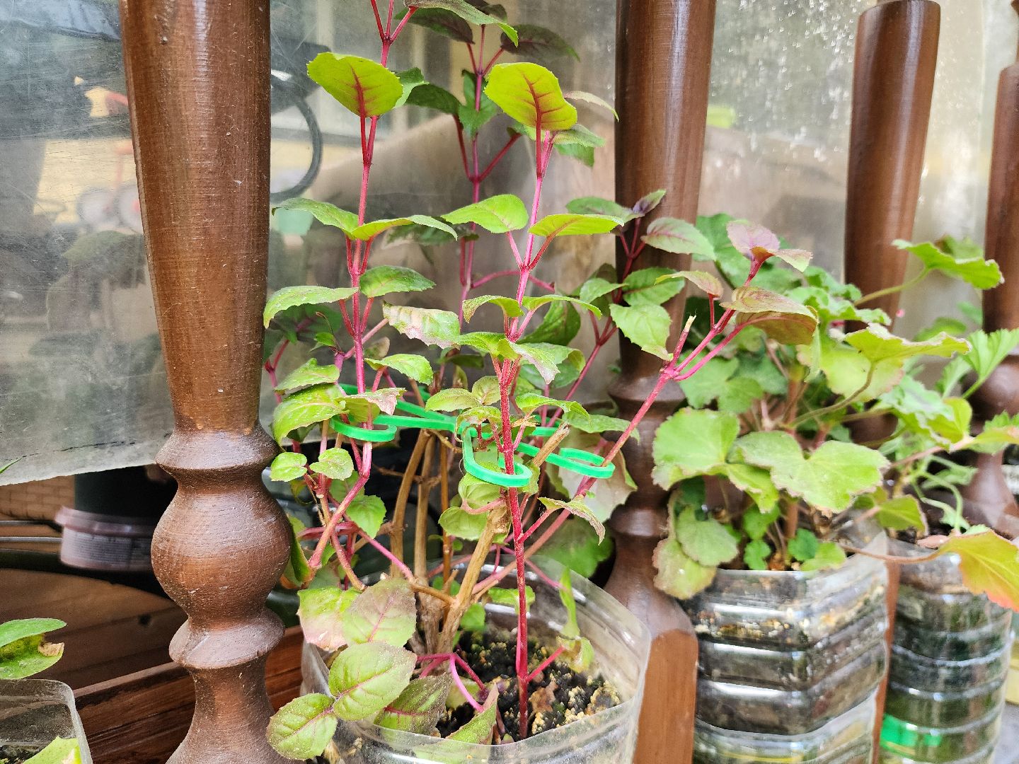 садоводство, экзотические растения, цветоводство, старая купавна, богородский городской округ,