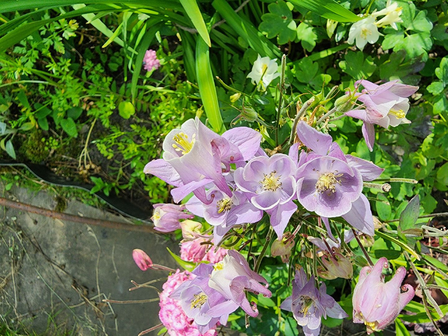 садоводство, экзотические растения, цветоводство, старая купавна, богородский городской округ,