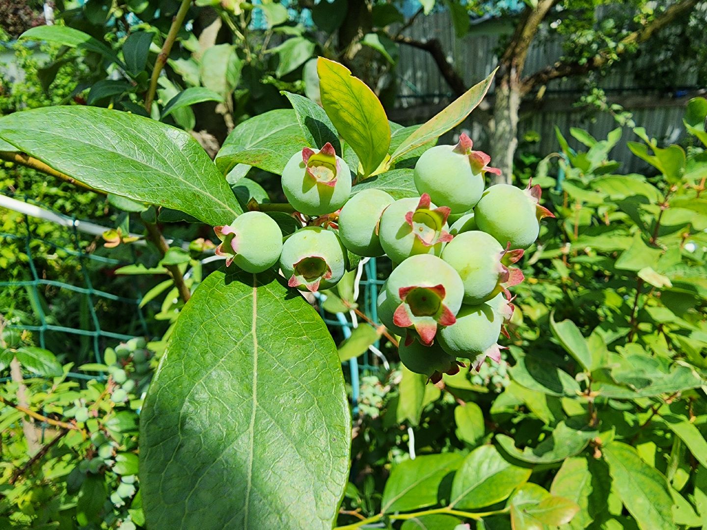 садоводство, экзотические растения, цветоводство, старая купавна, богородский городской округ,