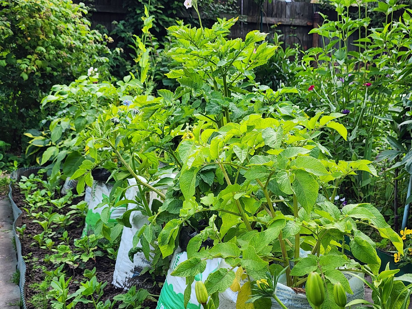 садоводство, экзотические растения, цветоводство, старая купавна, богородский городской округ,