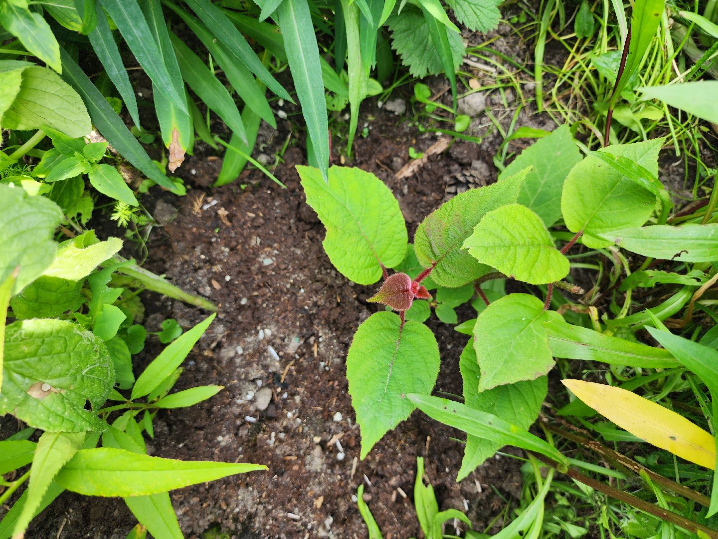 садоводство, экзотические растения, цветоводство, старая купавна, богородский городской округ,