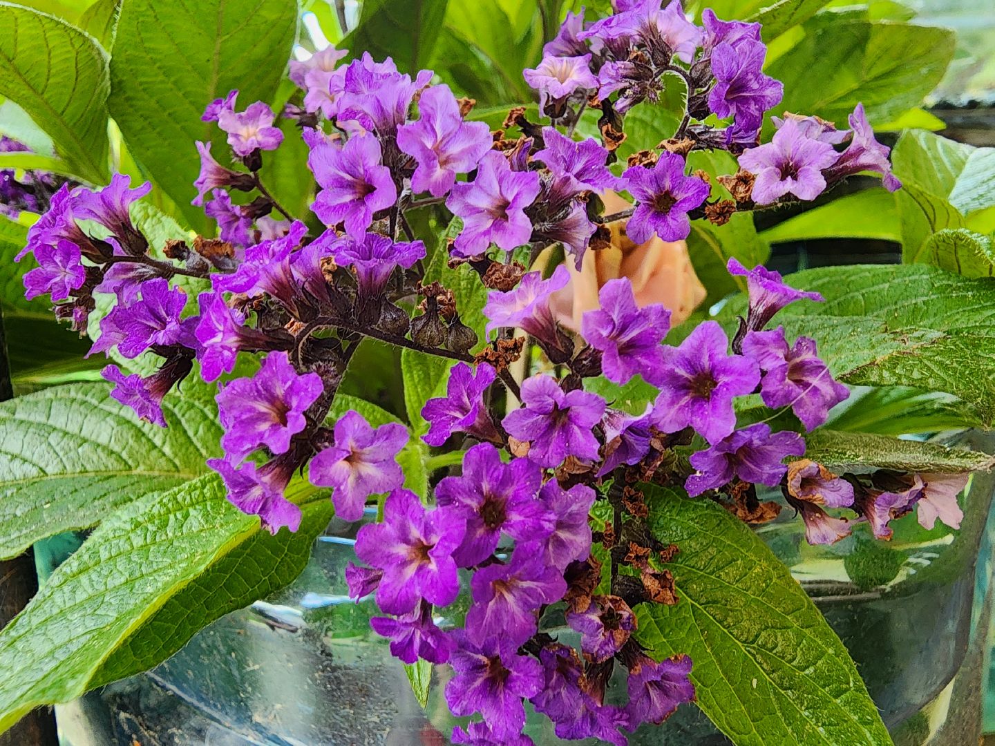 садоводство, экзотические растения, цветоводство, старая купавна, богородский городской округ,