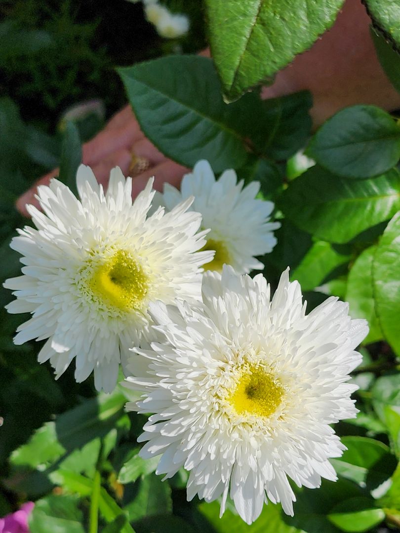 садоводство, экзотические растения, цветоводство, старая купавна, богородский городской округ,