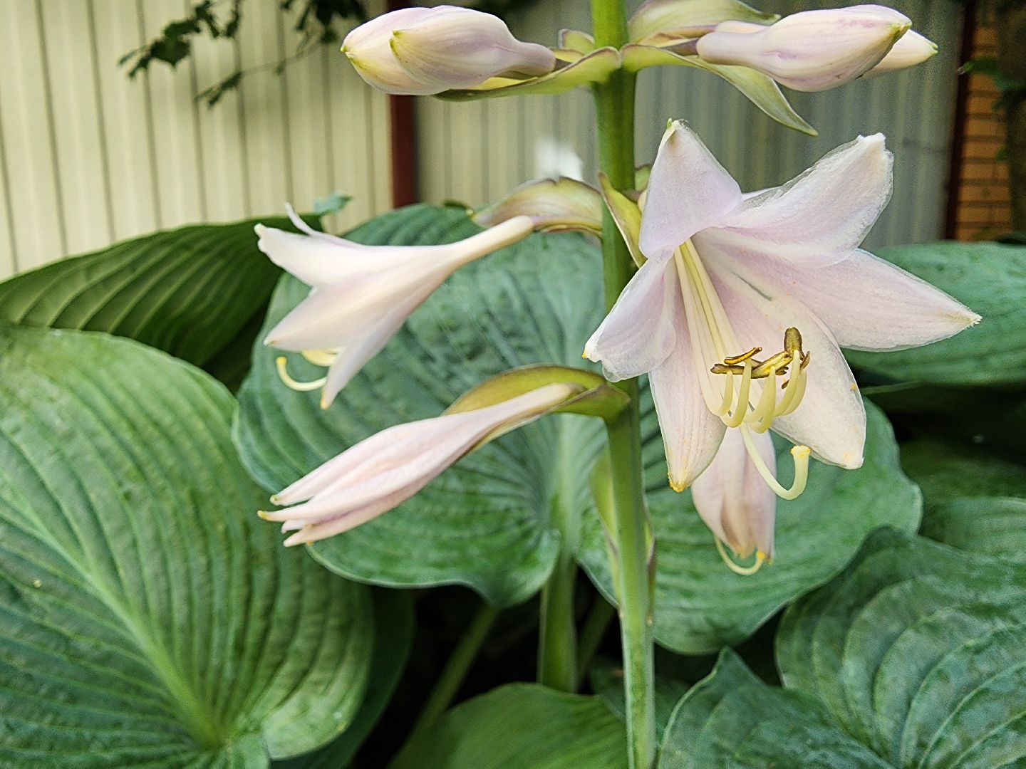 садоводство, экзотические растения, цветоводство, старая купавна, богородский городской округ,