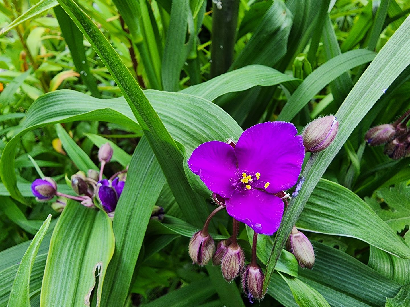 садоводство, экзотические растения, цветоводство, старая купавна, богородский городской округ,