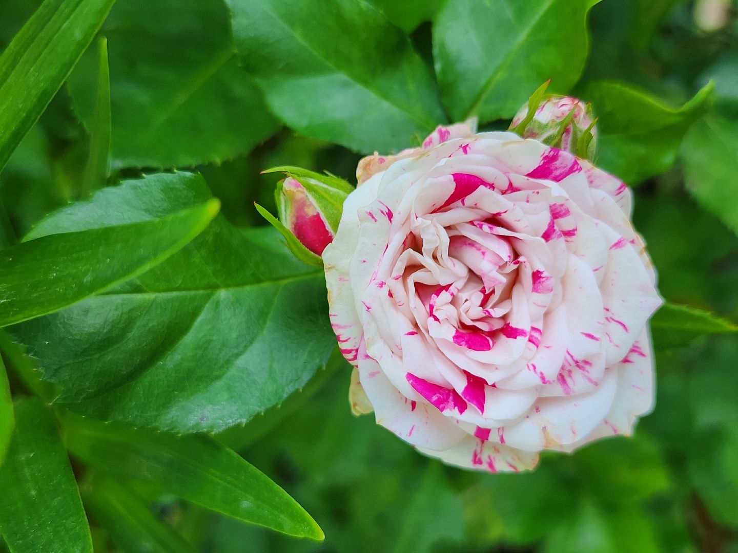 садоводство, экзотические растения, цветоводство, старая купавна, богородский городской округ,