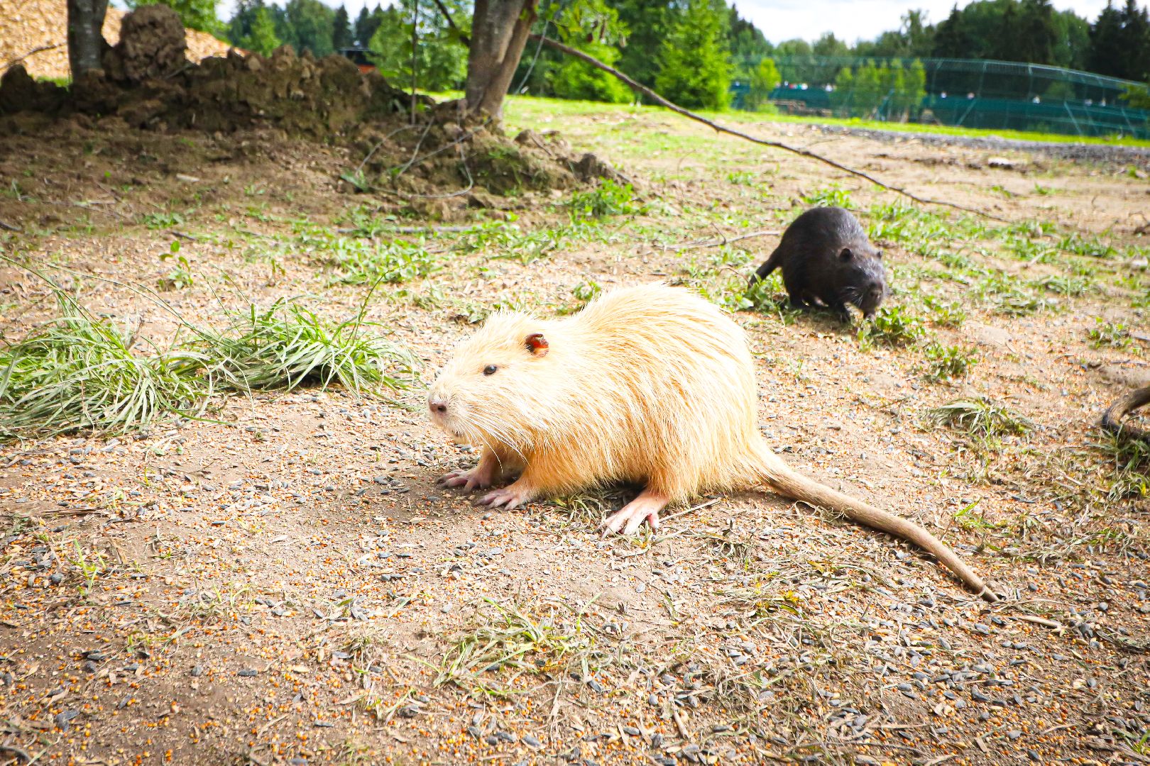 клин, общество, животные,