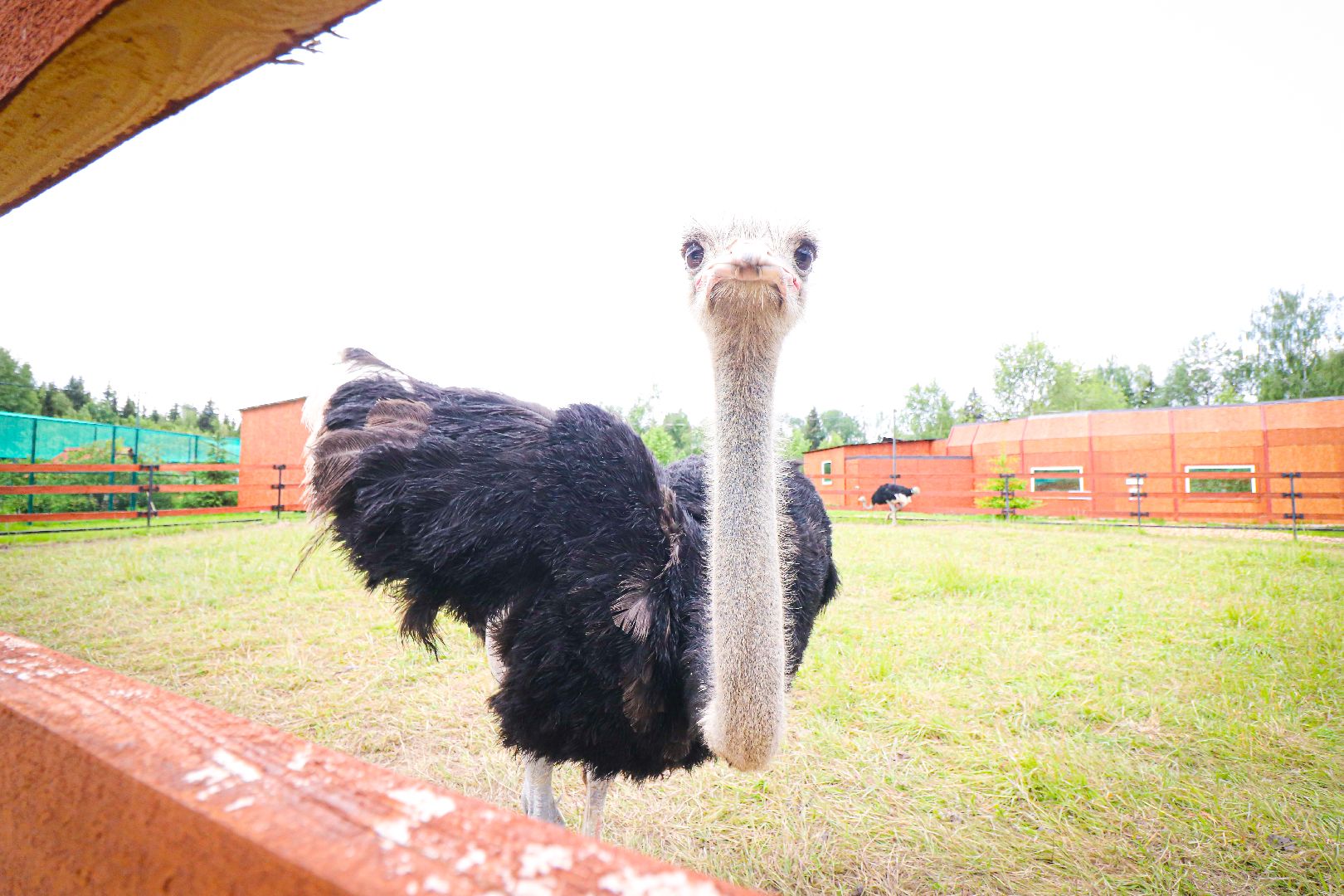 клин, общество, животные,