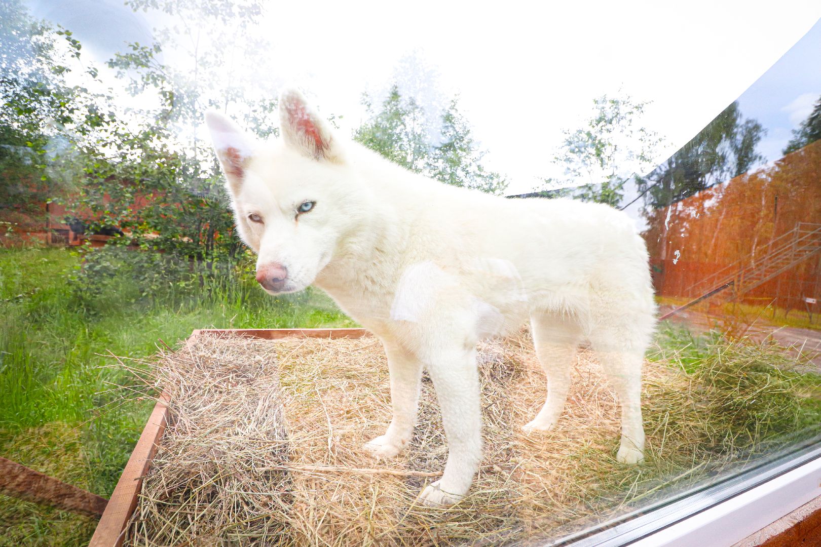 клин, общество, животные,