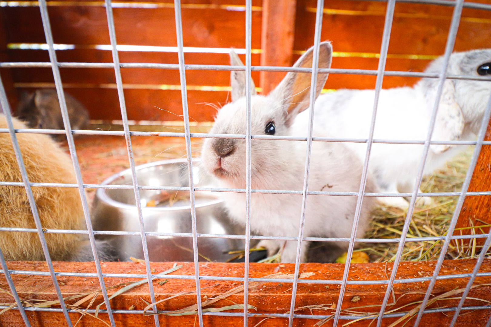 клин, общество, животные,