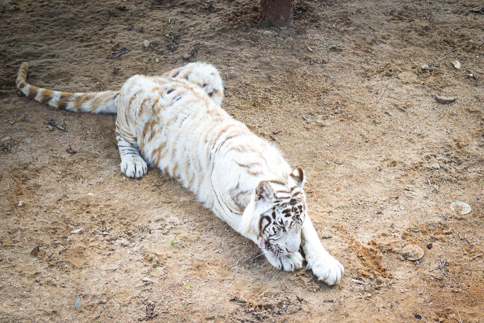 клин, общество, животные,