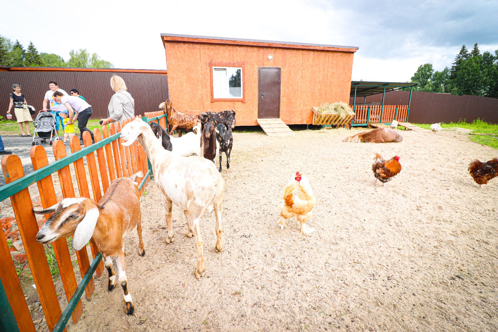 клин, общество, животные,