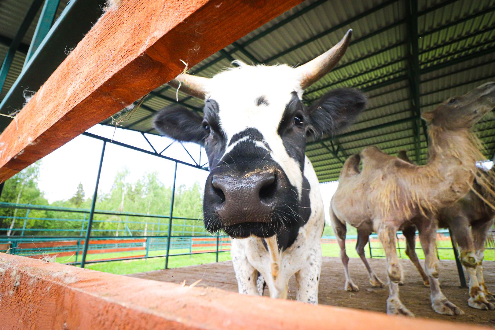 клин, общество, животные,