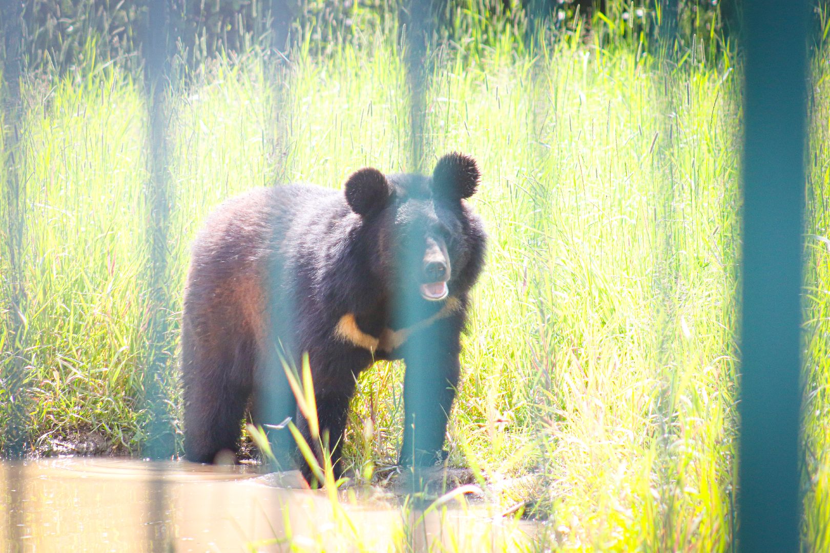 клин, общество, животные,