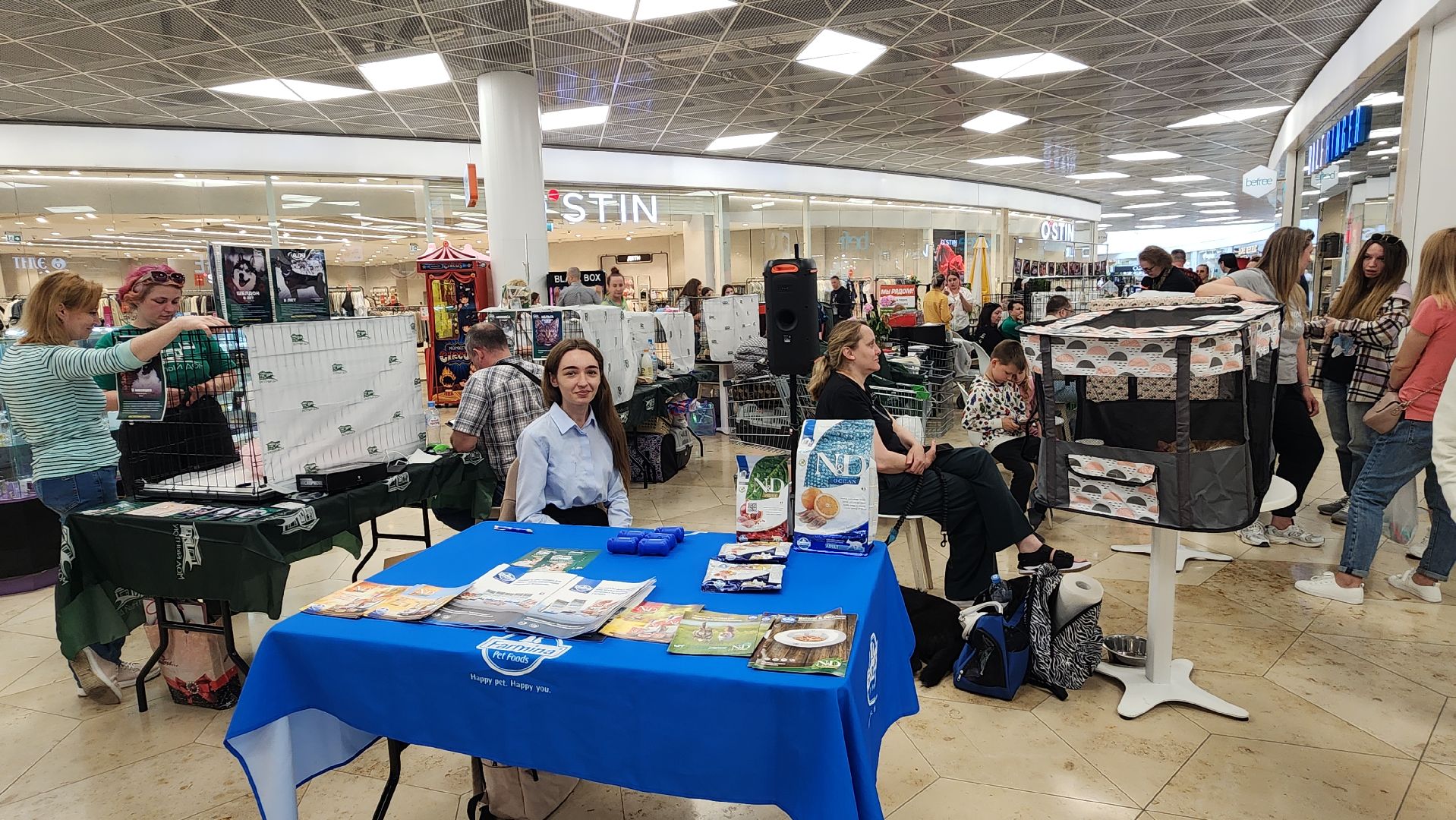 вертикалки, пушкино, волонтеры, благотворительность, бездомные животные, собаки, кошки, поиск, хозяин и хозяйка,