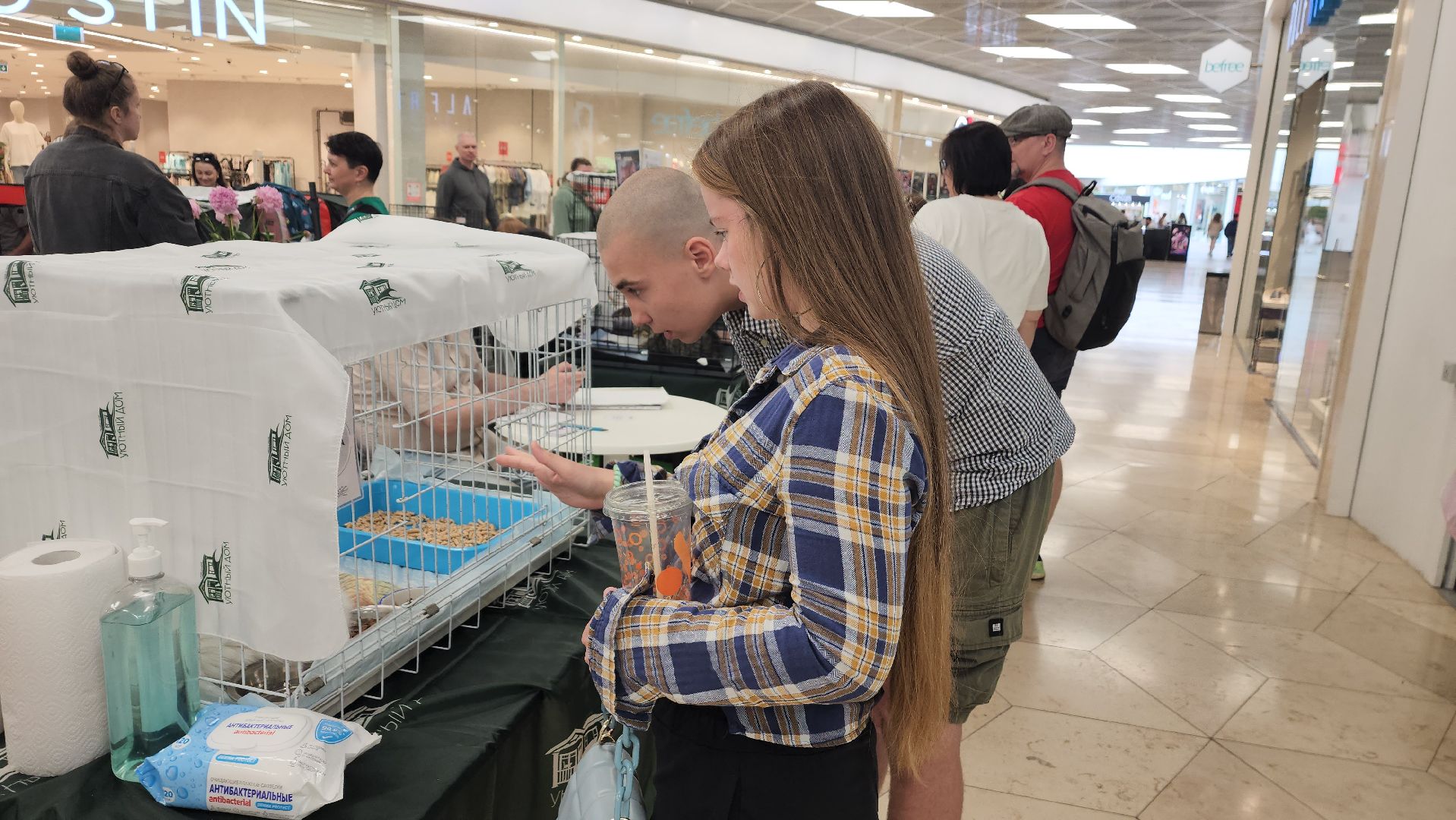 вертикалки, пушкино, волонтеры, благотворительность, бездомные животные, собаки, кошки, поиск, хозяин и хозяйка,