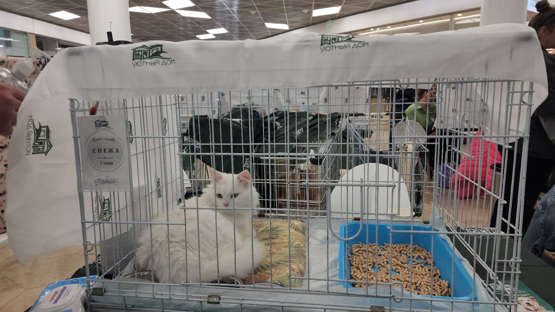 вертикалки, пушкино, волонтеры, благотворительность, бездомные животные, собаки, кошки, поиск, хозяин и хозяйка,