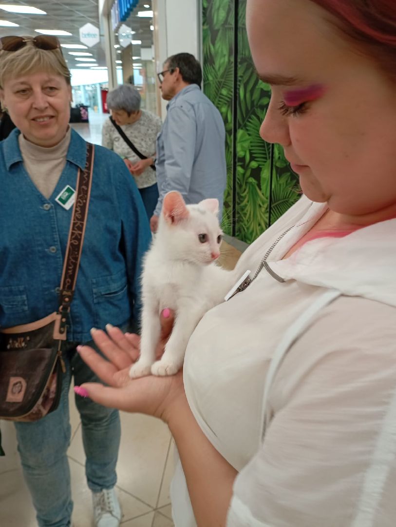 вертикалки, пушкино, волонтеры, благотворительность, бездомные животные, собаки, кошки, поиск, хозяин и хозяйка,