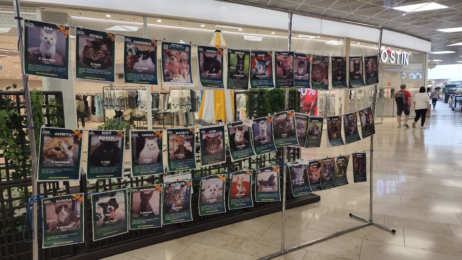 вертикалки, пушкино, волонтеры, благотворительность, бездомные животные, собаки, кошки, поиск, хозяин и хозяйка,