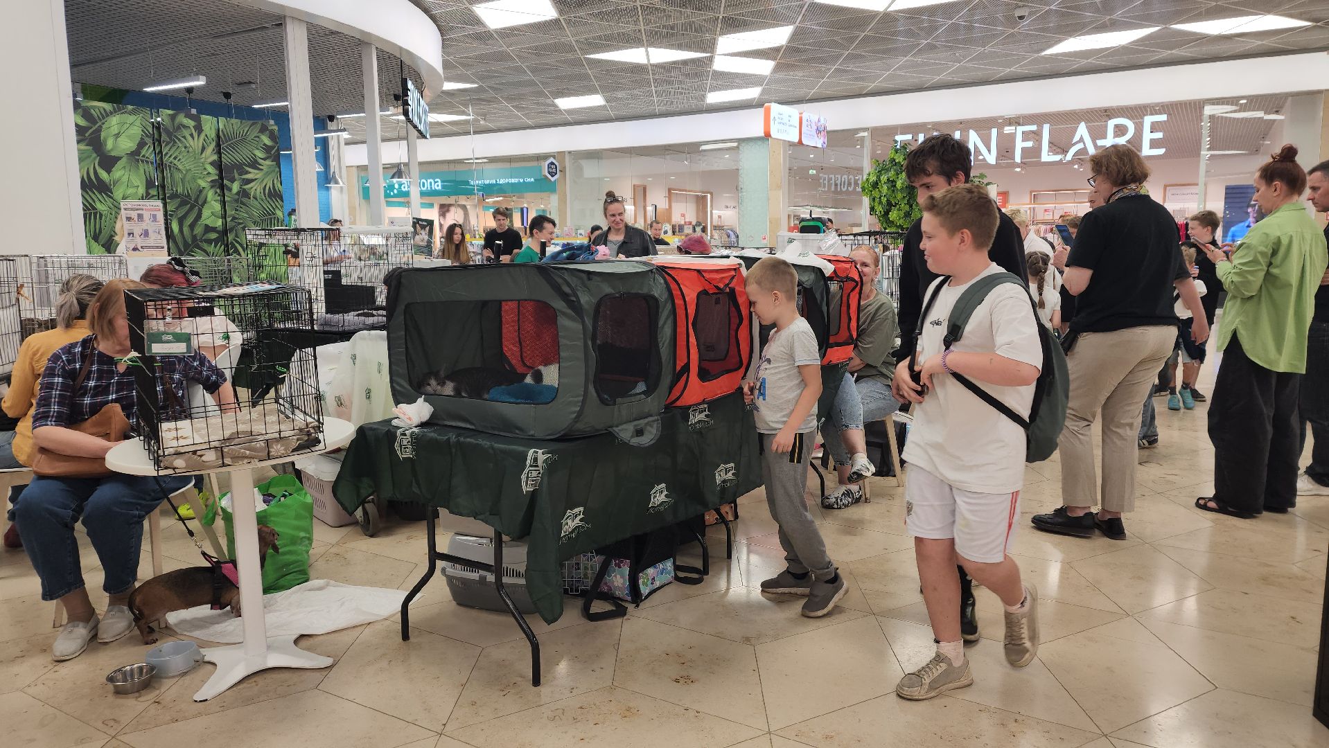 вертикалки, пушкино, волонтеры, благотворительность, бездомные животные, собаки, кошки, поиск, хозяин и хозяйка,