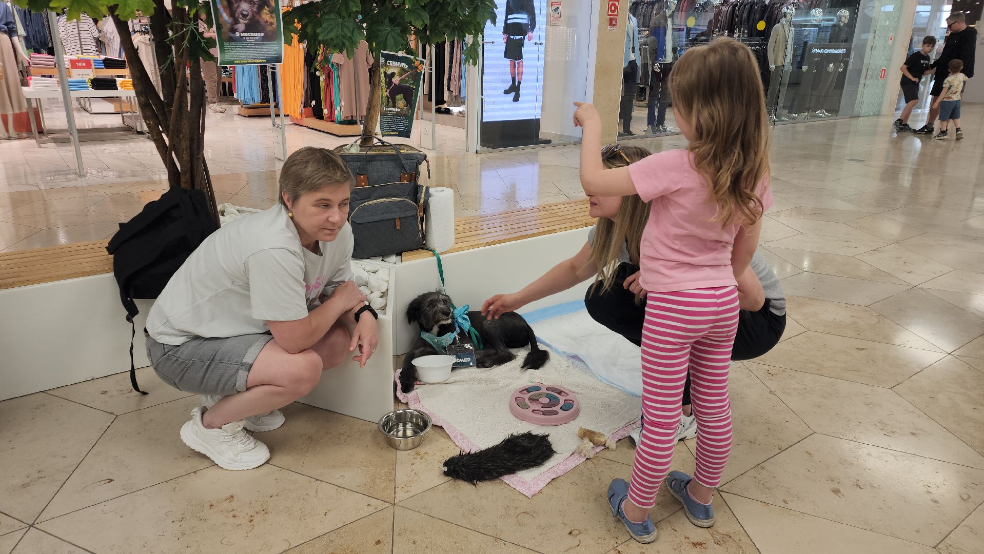 вертикалки, пушкино, волонтеры, благотворительность, бездомные животные, собаки, кошки, поиск, хозяин и хозяйка,