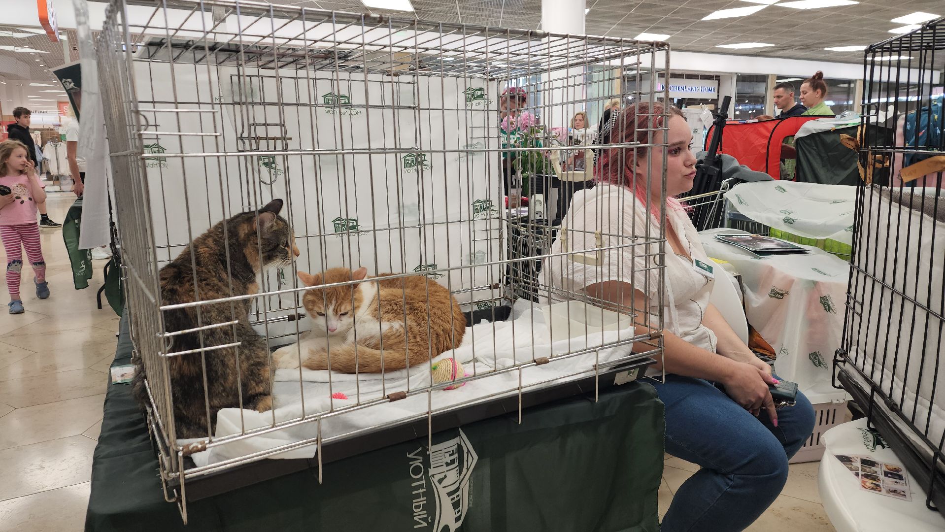 вертикалки, пушкино, волонтеры, благотворительность, бездомные животные, собаки, кошки, поиск, хозяин и хозяйка,