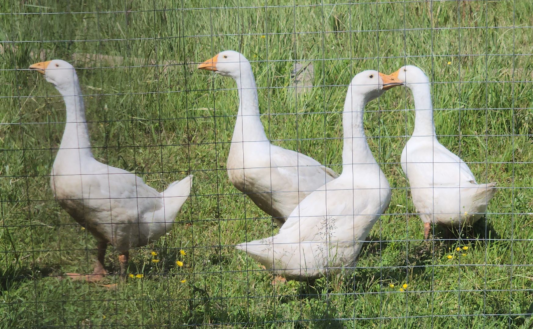 фестиваль семейных традиций, сельское хозяйство, орехово-зуевский округ,семейная ферма,