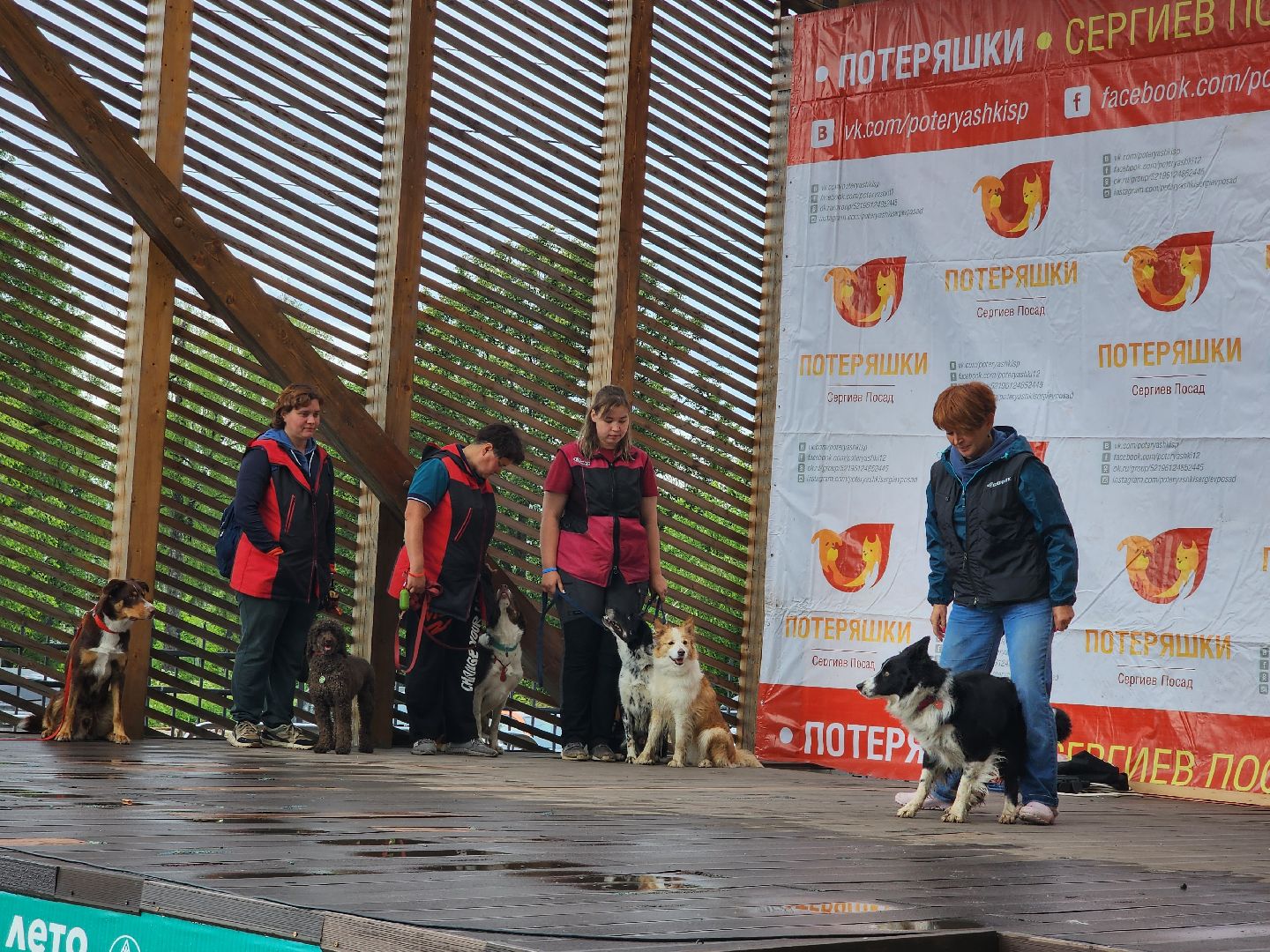 сергиев посад, сергиево-посадский городской округ, потеряшки сергиев посад, бездомные животные, благотворительный фестиваль,