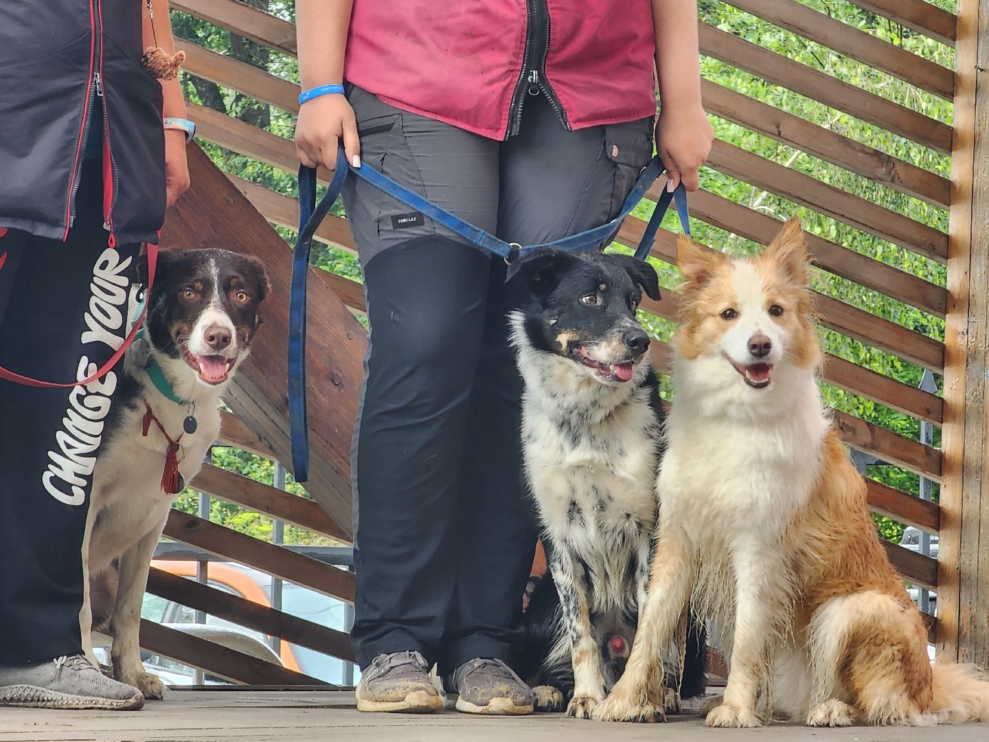 сергиев посад, сергиево-посадский городской округ, потеряшки сергиев посад, бездомные животные, благотворительный фестиваль,
