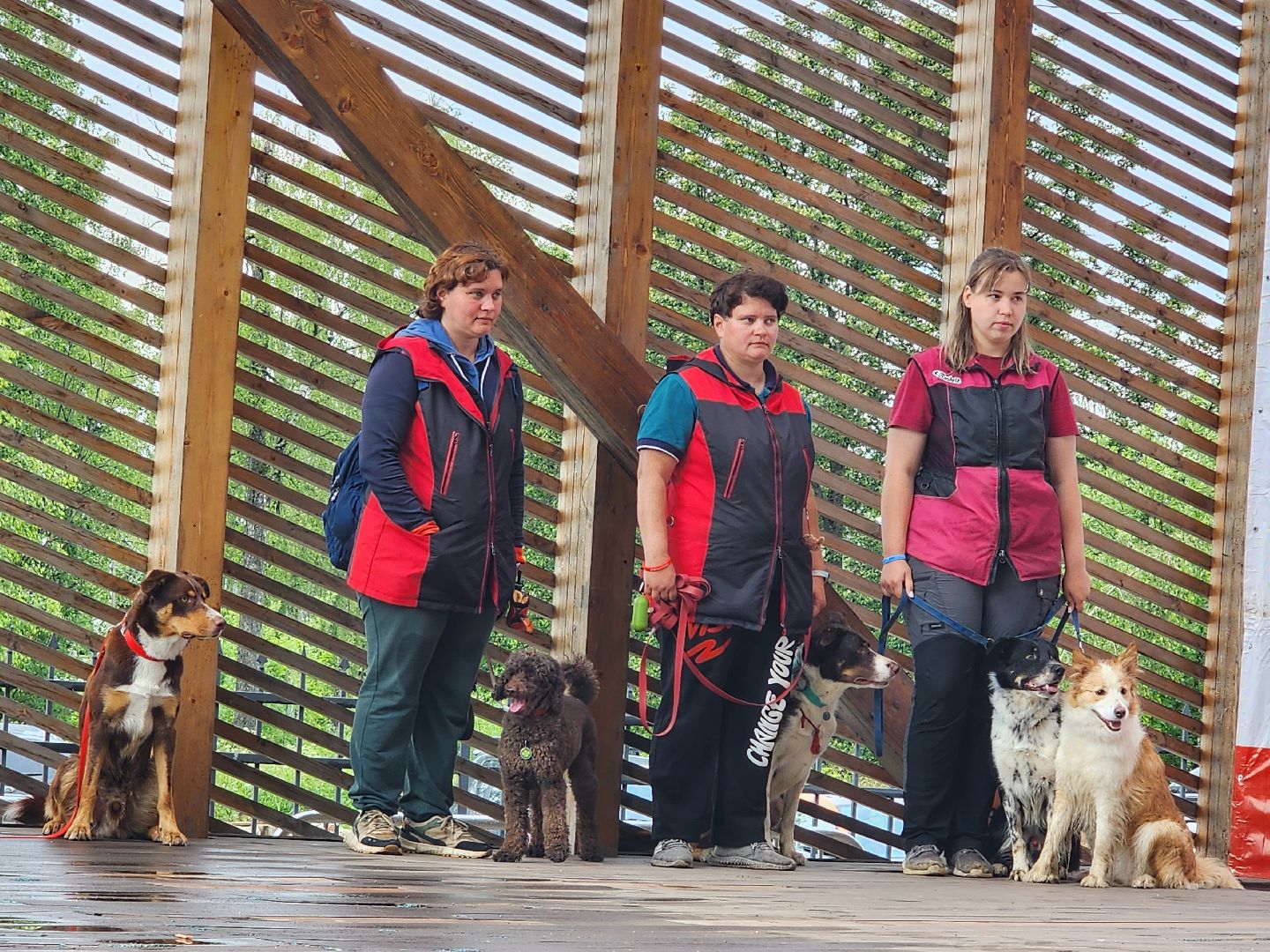 сергиев посад, сергиево-посадский городской округ, потеряшки сергиев посад, бездомные животные, благотворительный фестиваль,