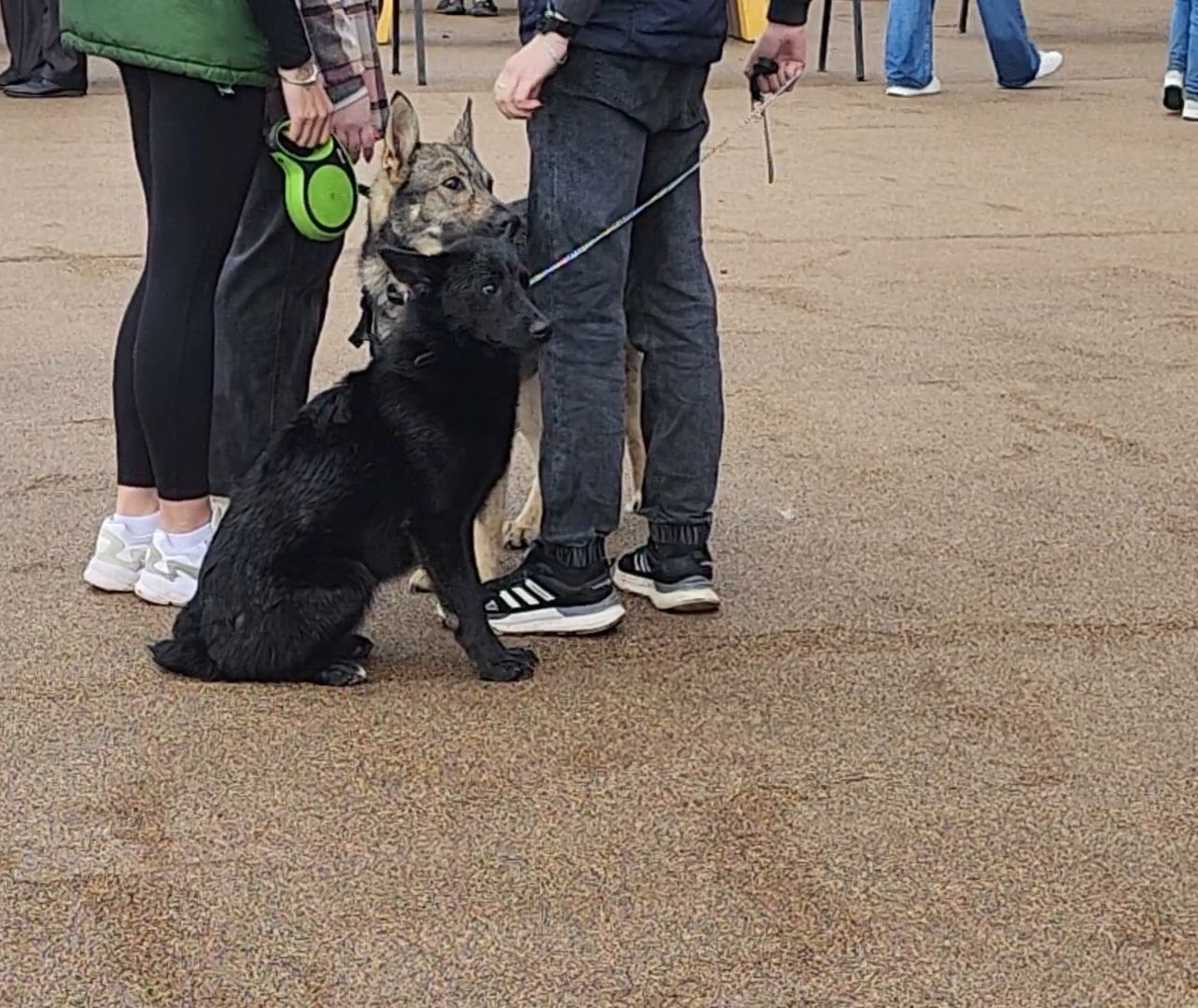 сергиев посад, сергиево-посадский городской округ, потеряшки сергиев посад, бездомные животные, благотворительный фестиваль,
