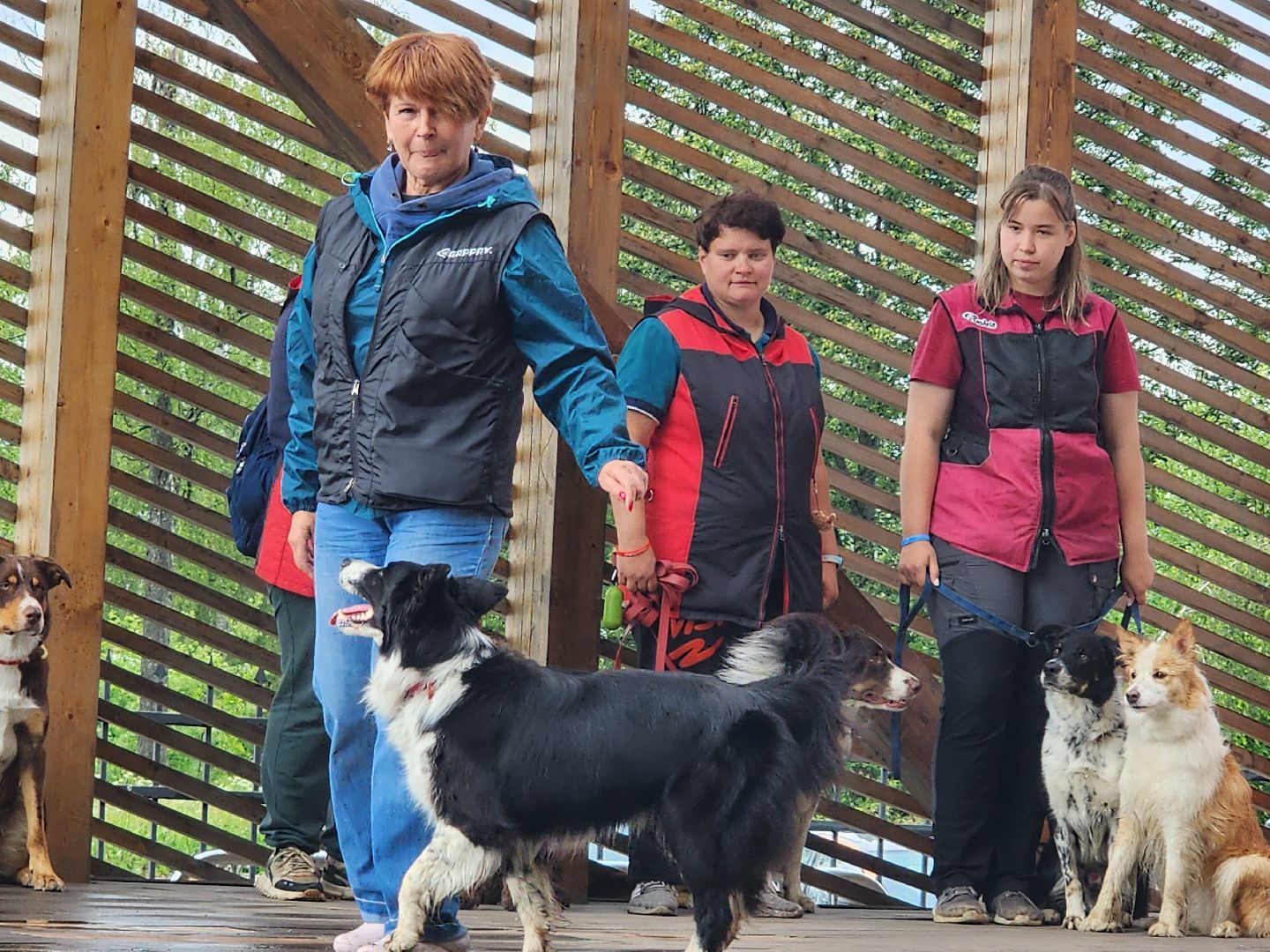 сергиев посад, сергиево-посадский городской округ, потеряшки сергиев посад, бездомные животные, благотворительный фестиваль,