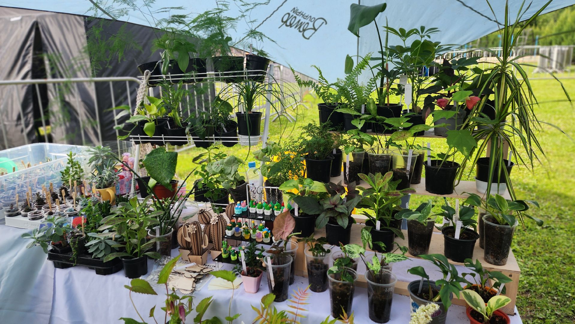 солнечногорск, день молодежи, зеленый своп, обмен растениями,