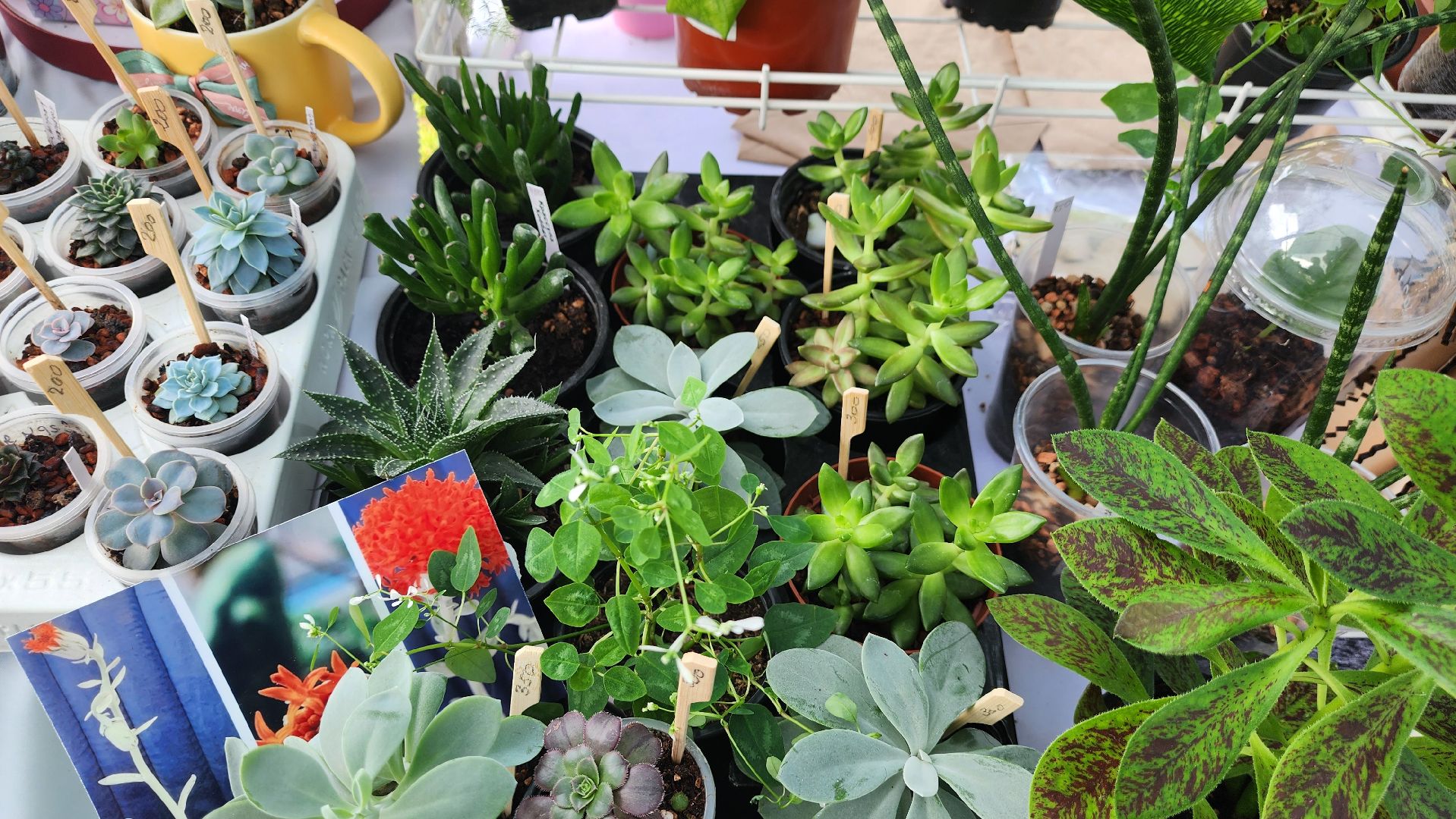 солнечногорск, день молодежи, зеленый своп, обмен растениями,