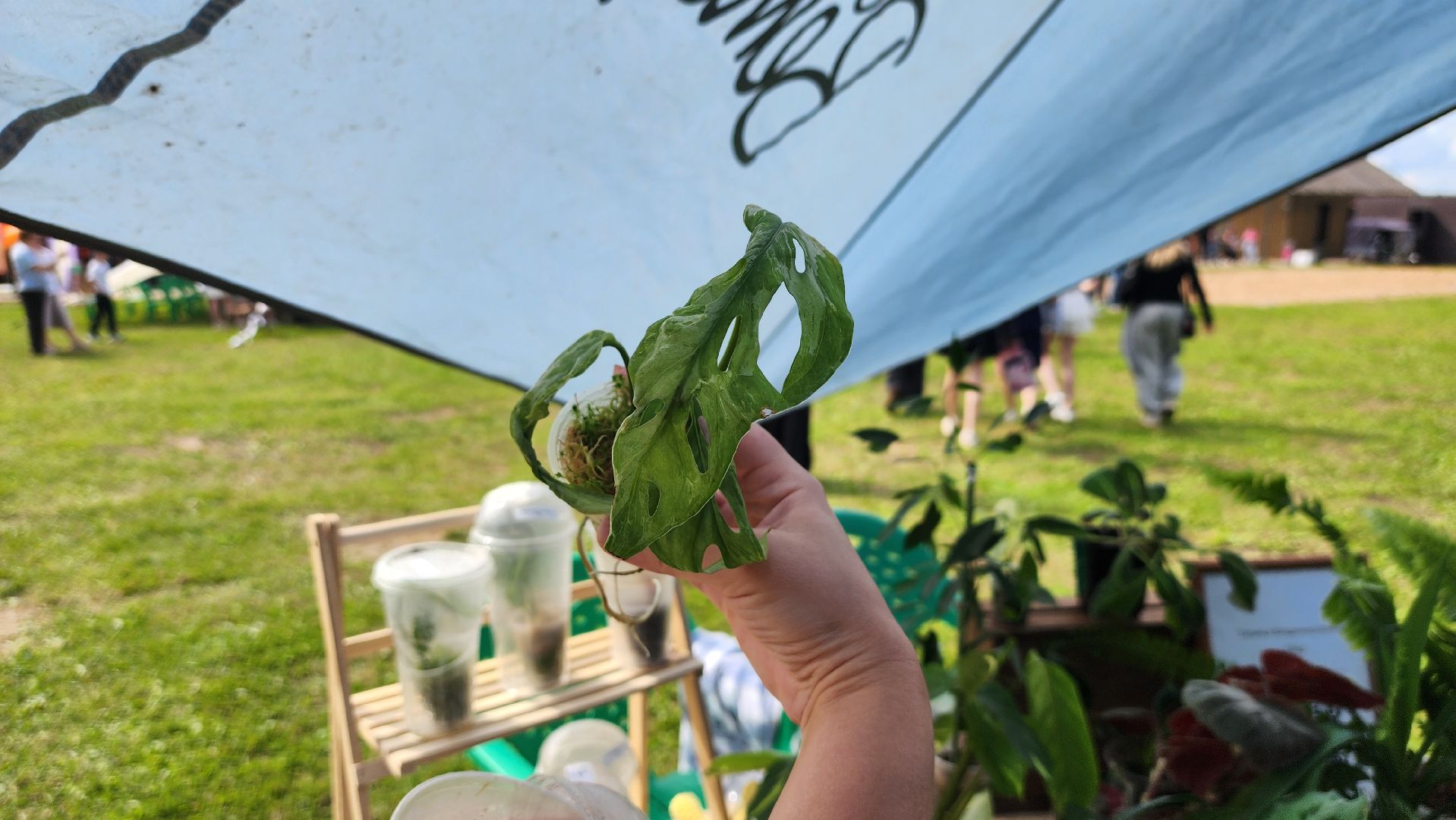 солнечногорск, день молодежи, зеленый своп, обмен растениями,