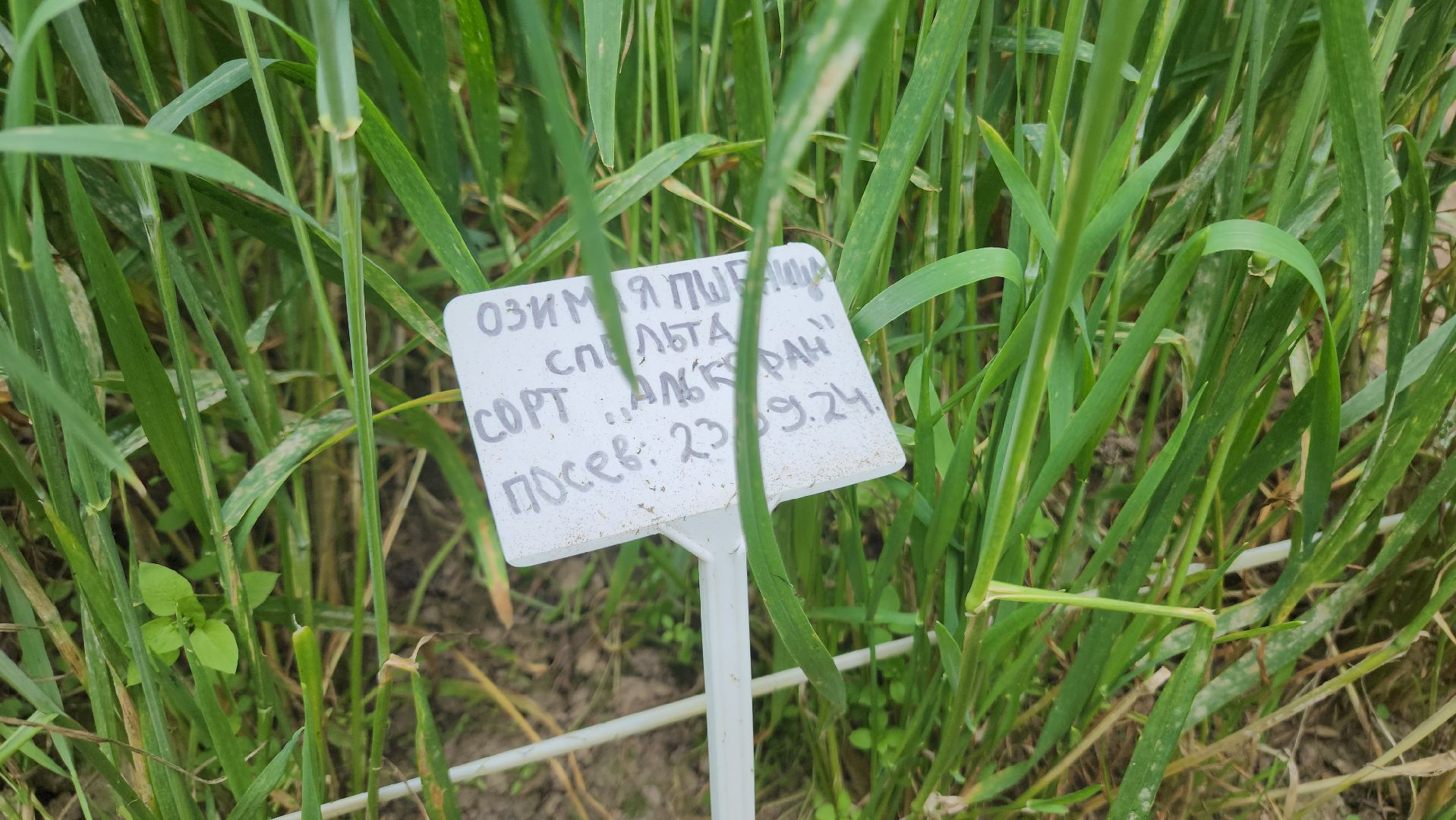 ступино, образование, сельское хозяйство,