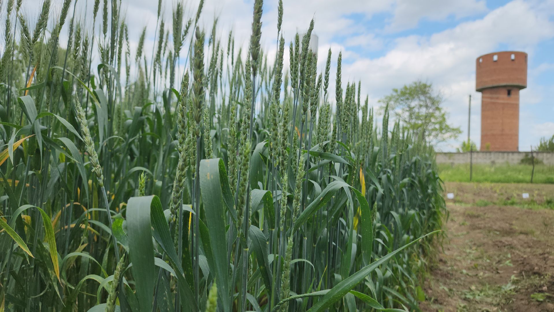 ступино, образование, сельское хозяйство,