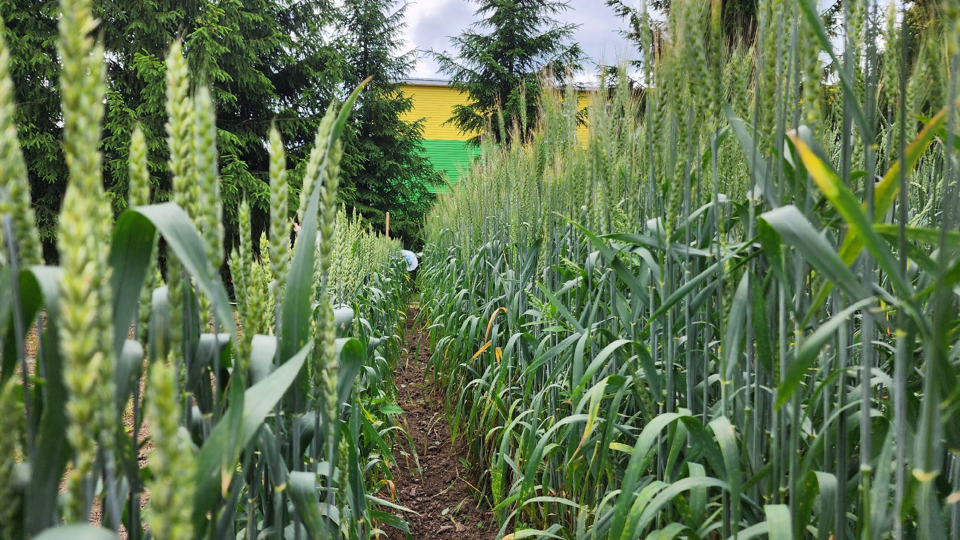 ступино, образование, сельское хозяйство,