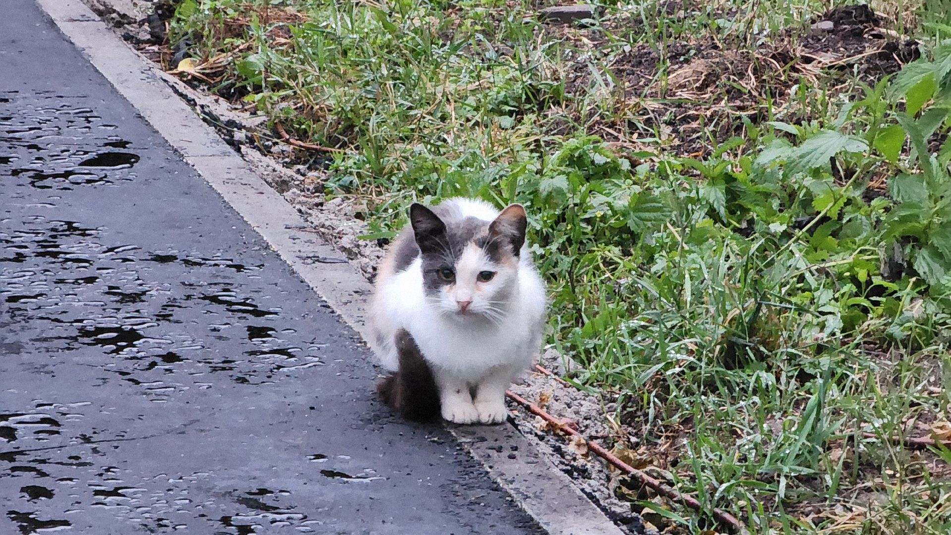 укладка асфальта, благоустройство дворов, Лобня ,