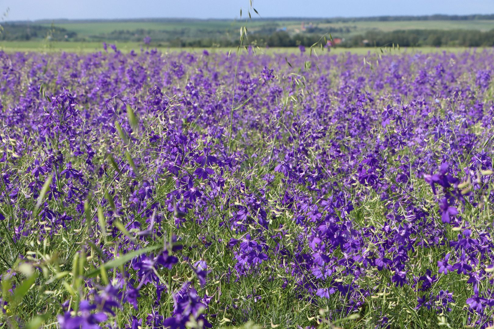 серебряные пруды, благодать, дудино,  локация для фотосессии,