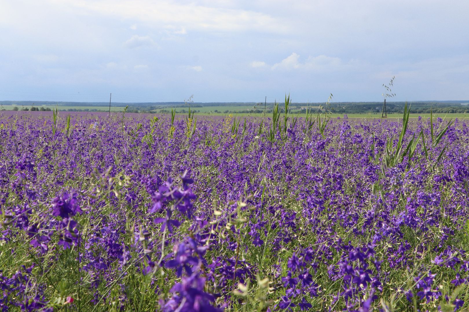 серебряные пруды, благодать, дудино,  локация для фотосессии,