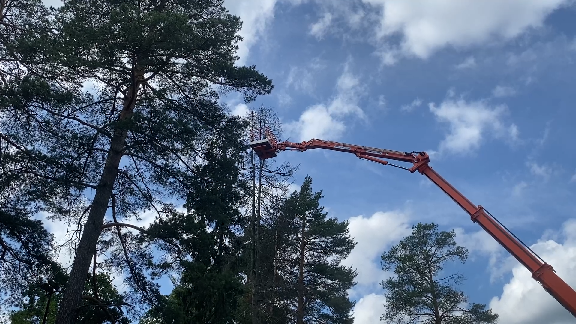 санитарная вырубка, сухое дерево, жкх и благоустройство, власиха цветной бульвар, тропа здоровья,