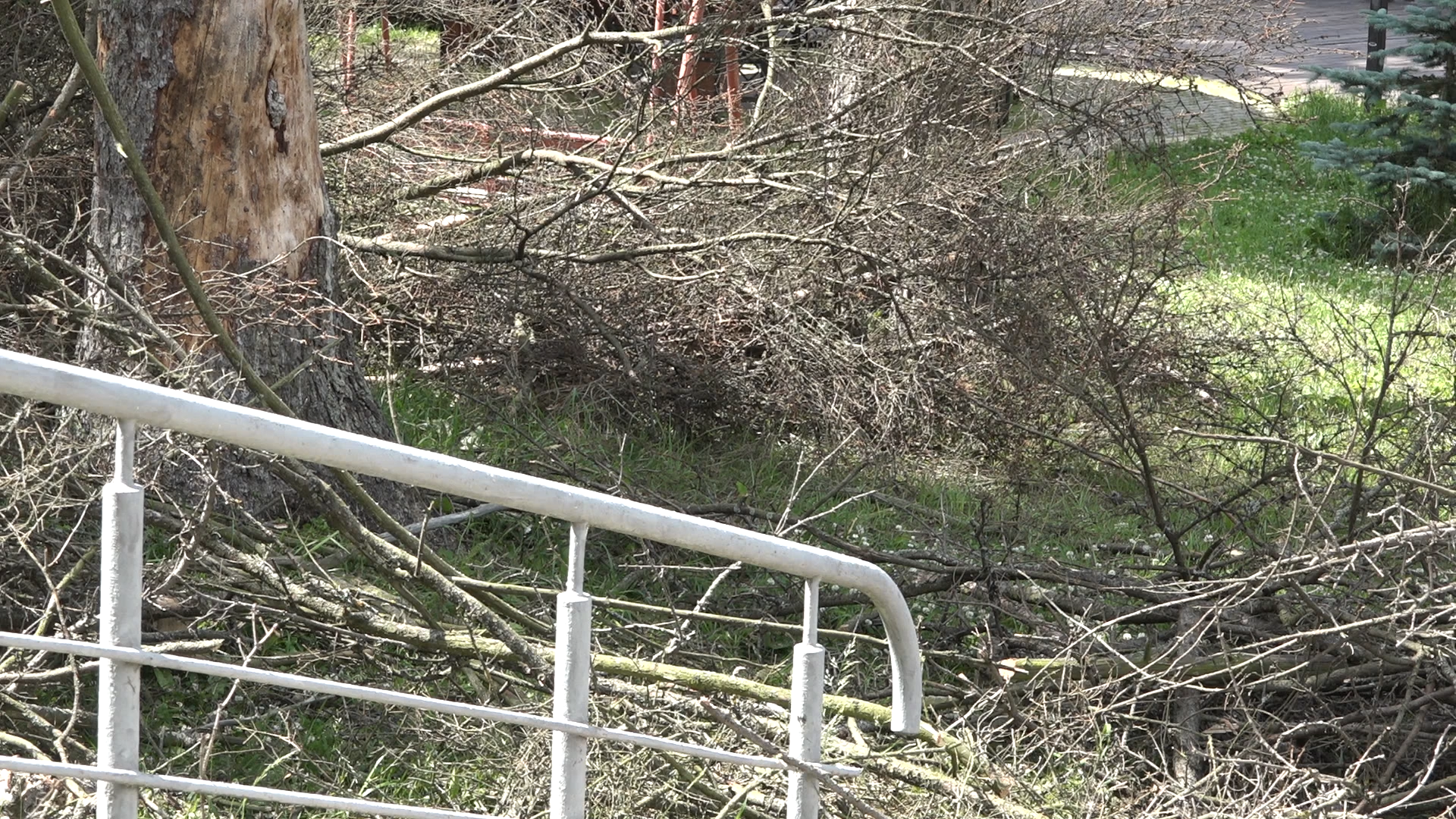 санитарная вырубка, сухое дерево, жкх и благоустройство, власиха цветной бульвар, тропа здоровья,