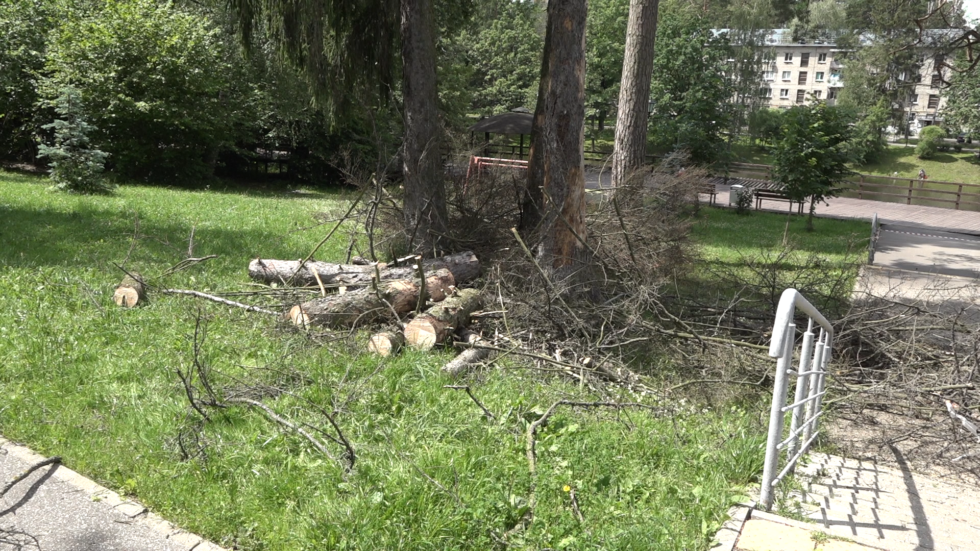 санитарная вырубка, сухое дерево, жкх и благоустройство, власиха цветной бульвар, тропа здоровья,
