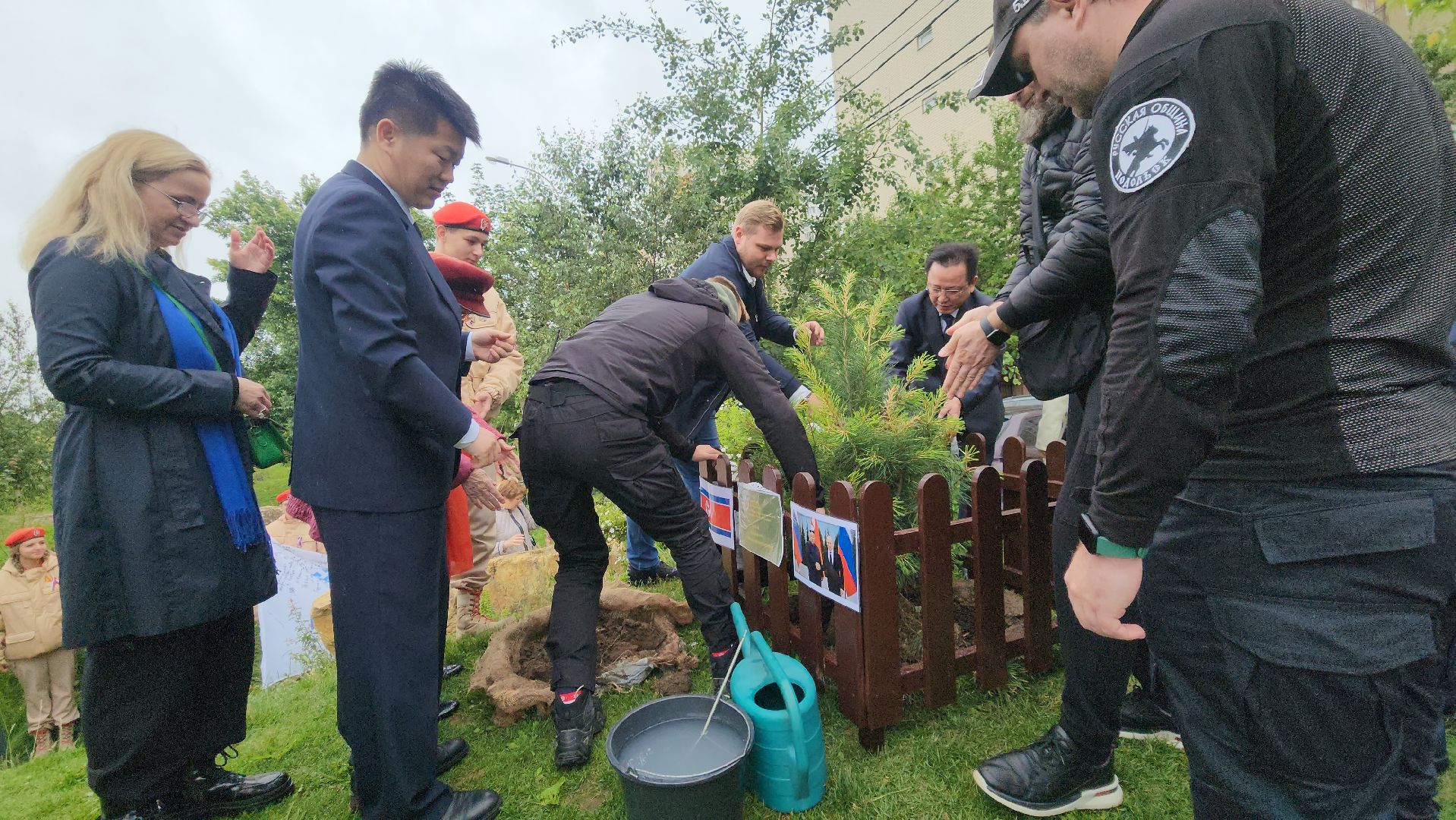 подольск, сад камней, Кедры из Кореи,